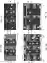 Fig. 16 - Ferroelectric memory device containing word lines and pass gates and method of forming the same
