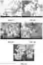 Fig. 07 - Shape-controlled ceramic fillers for enhanced piezoelectric properties of structured composites