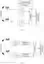 Fig. 06 - Instantaneous beamforming exploiting user physical signatures