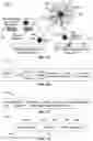 Fig. 10 - Allocation and directional information distribution in millimeter wave WLAN networks