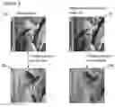 Fig. 03 - Method of embedding and extracting watermark data using a correction image comparison with a noise-based image in the frequency domain