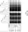 Fig. 09 - Encoding dot patterns into printed images based on source pixel color