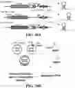 Fig. 22 - Systems, methods, and compositions for targeted nucleic acid editing