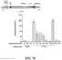 Fig. 79 - Systems, methods, and compositions for targeted nucleic acid editing