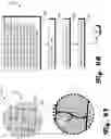 Fig. 33 - Modular Wall Elements, Systems, and Methods