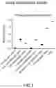 Fig. 04 - METHOD FOR DETERMINING THE ANTIOXIDANT CAPACITY OF A BIOLOGICAL SAMPLE AND RELATED KIT
