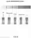 Fig. 05 - METHOD FOR DETERMINING THE ANTIOXIDANT CAPACITY OF A BIOLOGICAL SAMPLE AND RELATED KIT