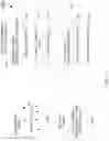 Fig. 12 - Online fraud prevention using genetic algorithm solution