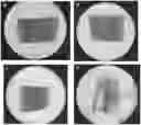 Fig. 01 - Anti-armyworm use of CRY1AB/CRY1ACZM gene