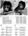 Fig. 01 - Method for preparing non-human primate somatic cell cloned animal