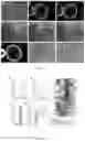 Fig. 02 - Method for preparing non-human primate somatic cell cloned animal