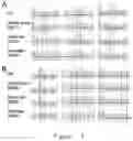Fig. 06 - Method for preparing non-human primate somatic cell cloned animal