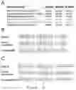 Fig. 07 - Method for preparing non-human primate somatic cell cloned animal