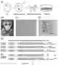 Fig. 08 - Method for preparing non-human primate somatic cell cloned animal