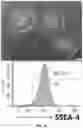 Fig. 02 - Precursor Cells Of Induced Pluripotent Stem Cell (IPSC)-Derived Mesenchymal Stem Cells And Method For Preparing The Same