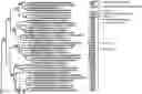 Fig. 01 - Nuclease systems for genetic engineering