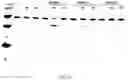 Fig. 41 - Nuclease systems for genetic engineering