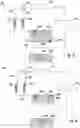 Fig. 06 - REFRIGERATOR APPLIANCE HAVING A PLURALITY OF EVAPORATORS FOR COOLING SEPARATE CHAMBERS
