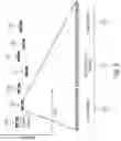 Fig. 03 - Packet correlator for a radio transmission system