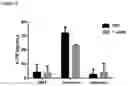 Fig. 07 - COMBINATIONS OF MACROLIDE COMPOUNDS AND IMMUNE CHECKPOINT INHIBITORS