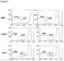 Fig. 08 - COMBINATIONS OF MACROLIDE COMPOUNDS AND IMMUNE CHECKPOINT INHIBITORS