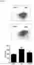 Fig. 09 - COMBINATIONS OF MACROLIDE COMPOUNDS AND IMMUNE CHECKPOINT INHIBITORS