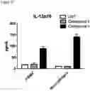 Fig. 13 - COMBINATIONS OF MACROLIDE COMPOUNDS AND IMMUNE CHECKPOINT INHIBITORS