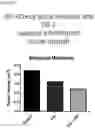Fig. 19 - COMBINATIONS OF MACROLIDE COMPOUNDS AND IMMUNE CHECKPOINT INHIBITORS