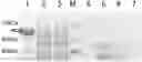 Fig. 01 - OLIGOPEPTIDE HAVING DENGUE VIRUS REPLICATION INHIBITION FUNCTION AND APPLICATION THEREOF