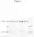 Fig. 03 - COMPOSITIONS AND METHODS FOR PRODUCING CLOSTRIDIAL COLLAGENASES