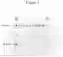 Fig. 04 - COMPOSITIONS AND METHODS FOR PRODUCING CLOSTRIDIAL COLLAGENASES
