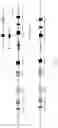 Fig. 06 - Genetically modified non-human animal with human or chimeric LAG3