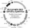 Fig. 01 - COMPOSITIONS AND METHODS FOR REGULATING A BIOLOGICAL PROCESS