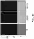Fig. 42 - COMPOSITIONS AND METHODS FOR REGULATING A BIOLOGICAL PROCESS