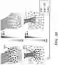 Fig. 47 - COMPOSITIONS AND METHODS FOR REGULATING A BIOLOGICAL PROCESS