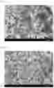Fig. 02 - Silicon oxide-coated iron powder, method for producing the same, molded body for inductor using the same, and inductor