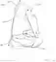 Fig. 02 - Articulating Clamshell for Ankle Foot Orthosis and Method of Use Thereof