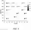 Fig. 07 - PARTICLES, COMPOSITIONS AND METHODS FOR OPHTHALMIC AND/OR OTHER APPLICATIONS