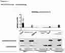 Fig. 45 - Compositions comprising bacterial strains