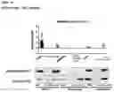 Fig. 49 - Compositions comprising bacterial strains