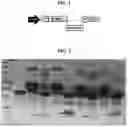 Fig. 02 - PROBIOTIC DELIVERY OF GUIDED ANTIMICROBIAL PEPTIDES