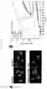 Fig. 02 - Methods of Treating Vascular Leakage Using CXCL12 Peptides