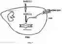 Fig. 02 - Methods of treating mild brain injury