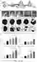 Fig. 06 - MESENCHYMAL STEM CELLS OR STROMAL CELLS HARBORING MODIFIED RNAS ENCODING VEGF AND BMP POLYPEPTIDES