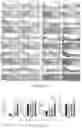 Fig. 07 - MESENCHYMAL STEM CELLS OR STROMAL CELLS HARBORING MODIFIED RNAS ENCODING VEGF AND BMP POLYPEPTIDES