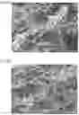 Fig. 07 - GLUCOSE RESPONSIVE COMPOSITE GEL COMPOSITION, METHOD FOR PRODUCING SAME, INSULIN DELIVERY MICRONEEDLE INCLUDING SAID GLUCOSE RESPONSIVE COMPOSITE GEL COMPOSITION, AND PRODUCTION METHOD THEREOF