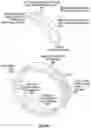Fig. 07 - Systems and methods for peripheral nerve stimulation to treat tremor with detachable therapy and monitoring units