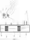 Fig. 08 - Diagnostic, neurostimulating, and therapeutic method applied to biological targets that are naturally integrated to each other