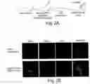 Fig. 06 - Compositions and methods to modulate cell activity