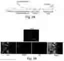Fig. 09 - Compositions and methods to modulate cell activity
